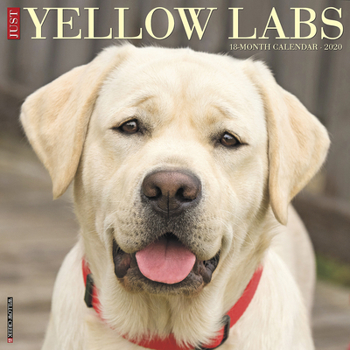 Calendar Just Yellow Labs 2020 Wall Calendar (Dog Breed Calendar) Book