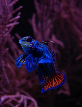 ENCHANTING MANDARINE FISH THEME PRIMARY COMPOSITION DRAW AND WRITE NOTEBOOk: Enchanting Mandarine Fish Theme Primary Composition Notebook With Dotted ... Journal For Kids (BIG KINDERGARTEN WORKBOOKS)