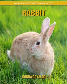 Rabbit: Amazing Pictures and Facts