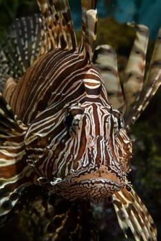 Paperback Lionfish Notebook Book