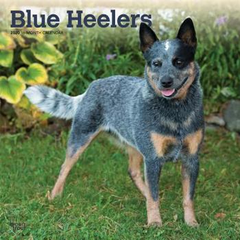 Blue Heelers 2020 Calendar