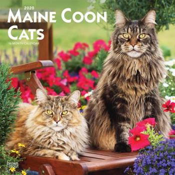 Calendar Maine Coon Cats 2020 Square Book