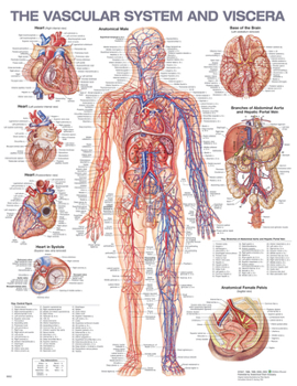 Misc. The Vascular System and Viscera Anatomical Chart Book