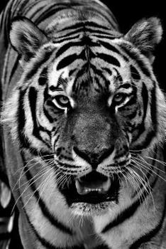 Paperback A Tiger Coming for You in Black and White Journal: Take Notes, Write Down Memories in this 150 Page Lined Journal Book