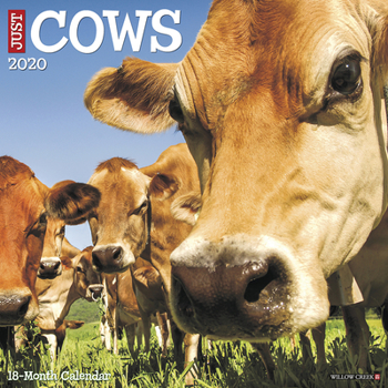 Calendar Just Cows 2020 Wall Calendar Book