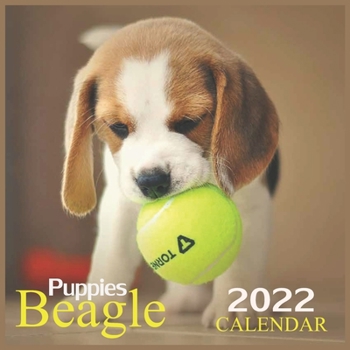 Paperback Beagle Puppies CALENDAR 2022: Official Calendar 2022 Beagle Puppies, Animals Dog Breeds, Square 2022 Calendar Book