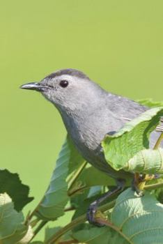 Paperback Gray Catbird on a Branch Journal: 150 page lined notebook/diary Book