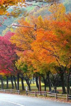 Paperback The Autumn Season Notebook Book