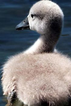 Paperback Cygnet Notebook Book