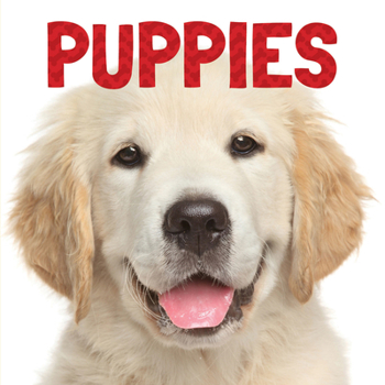Board book Puppies Book