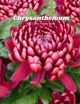 Chrysanthemum Full-Color Picture Book: Flower Picture Book for Children, Seniors and Alzheimer's Patients -Flowers Nature Gardening
