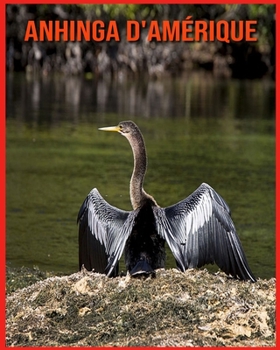 Anhinga d'Am?rique: Informations Fascinantes Concernant les Anhinga d'Am?rique avec de Superbes Images pour Enfants!