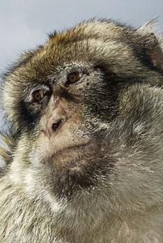 Paperback Monkey Business Notebook Book