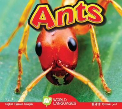 Ants - Book  of the Insectos Fascinantes / Fascinating Insects