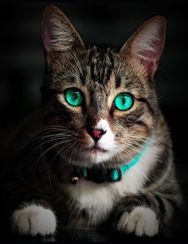 Paperback My Black Journal Kitty Cat Love Book