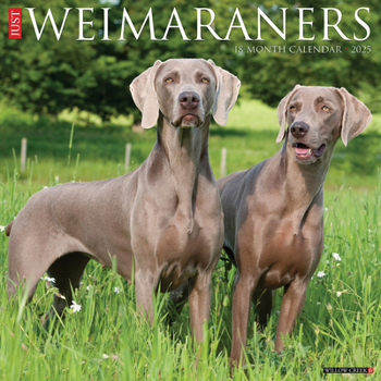 Calendar Just Weimaraners 2025 12 X 12 Wall Calendar Book