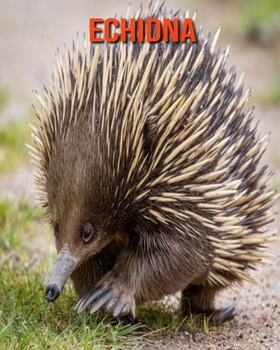 Echidna: Amazing Facts & Pictures