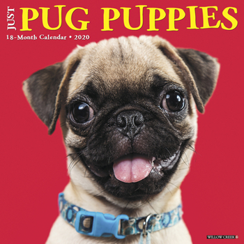 Calendar Just Pug Puppies 2020 Wall Calendar (Dog Breed Calendar) Book