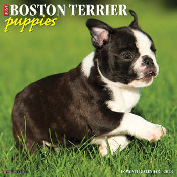 Calendar Just Boston Terrier Puppies 2023 Wall Calendar Book