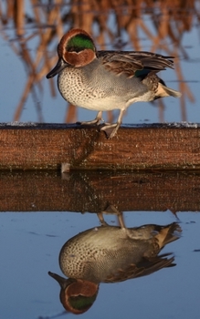 Paperback Notebook: animal pond water duck reflection Book