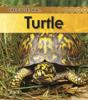 Paperback Turtle Book