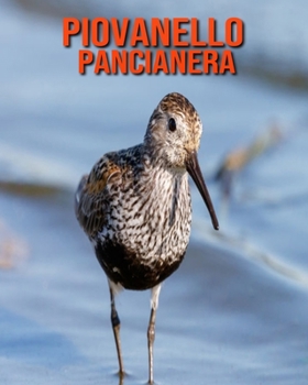 Paperback Piovanello Pancianera: Fantastici fatti e immagini [Italian] Book
