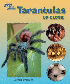 Tarantulas Up Close - Book  of the Zoom In on Animals!