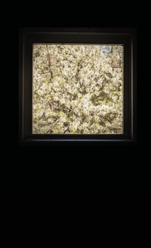 Paperback The Bell That Rang For Nobody Book