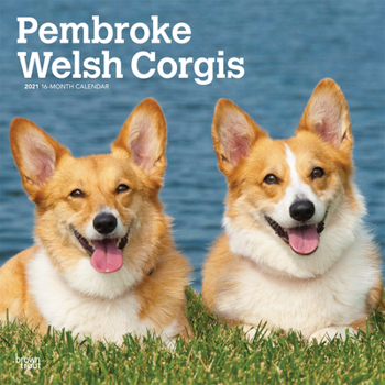 Calendar Welsh Corgis, Pembroke 2021 Square Book