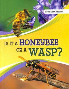 Paperback Is It a Honeybee or a Wasp? Book