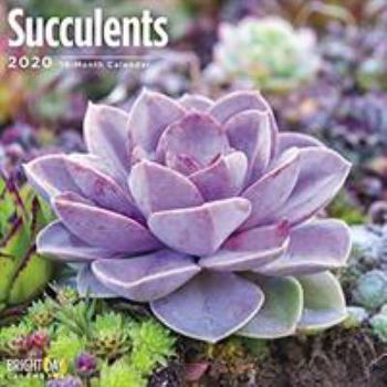 Calendar Succulents Wall Calendar 2020 Book