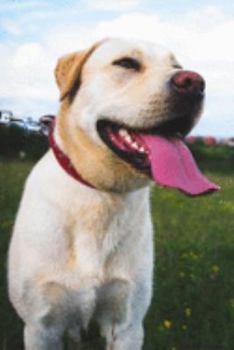 2020 Planner: Increase productivity, improve time management, reach your goals: Happy Labrador Retriever: Modern artistic photography style cover design