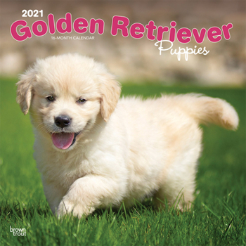 Calendar Golden Retriever Puppies 2021 Square Book