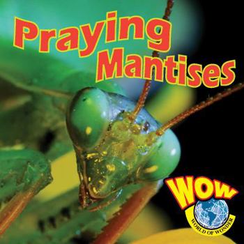 Paperback Praying Mantises (World of Wonder) Book