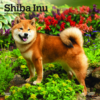 Calendar Shiba Inu 2023 Square Book