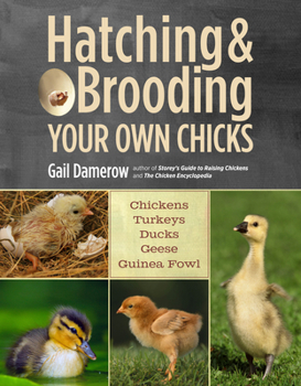 Paperback Hatching & Brooding Your Own Chicks: Chickens, Turkeys, Ducks, Geese, Guinea Fowl Book