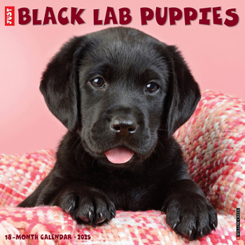 Calendar Just Black Lab Puppies 2025 12 X 12 Wall Calendar Book
