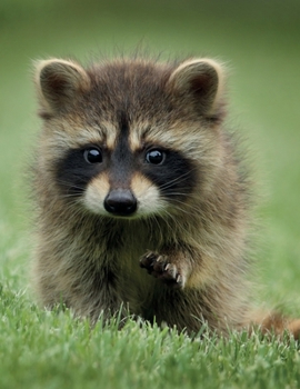 Notebook: College Ruled Composition Notebook / Cute Raccoon Cover