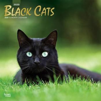 Calendar Black Cats 2020 Square Foil Book