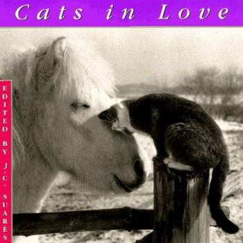 Hardcover Cats in Love Book