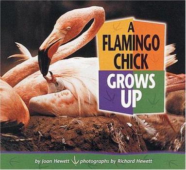A Flamingo Chick Grows Up (Baby Animals) - Book  of the Baby Animals