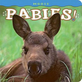 Board book Moose Babies! Book