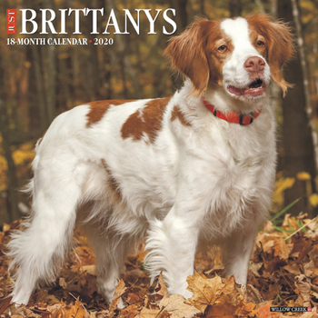 Calendar Just Brittanys 2020 Wall Calendar (Dog Breed Calendar) Book