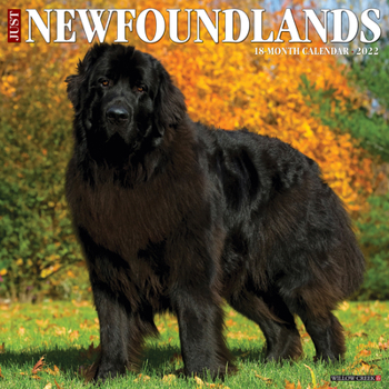 Calendar Just Newfoundlands 2022 Wall Calendar (Dog Breed) Book