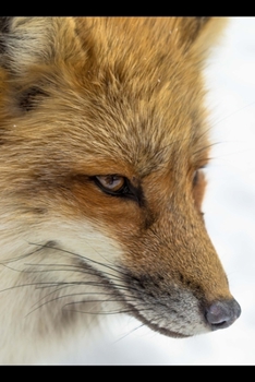Paperback Fox Planner: 2020: Organizer and notebook: Beautiful close-up of fox in snow Book