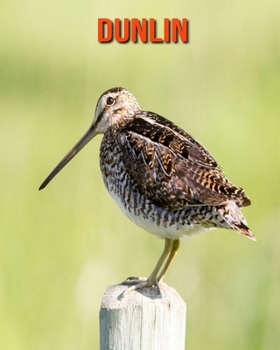Dunlin: Amazing Photos & Fun Facts Book About Dunlin For Kids