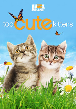 DVD Too Cute Kittens Book