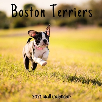 Paperback Boston Terriers 2021 Wall Calendar: Boston Terriers Calendar 2021, 18 Months. Book