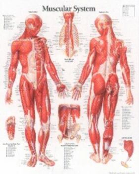 Misc. Muscular System Male Chart: Laminated Wall Chart Book