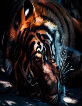 Cornell Notes Notebook 150 Pages 8. 5 X11 Cornell Notebook : Cornell Note Taking System Resting Tiger Cover Design